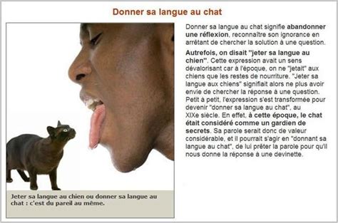 Donner sa langue au chat! | Mes inspirations au jour le jour