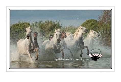 Chevaux Camarguais - La bane dou biou