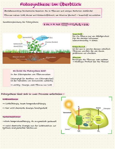 Einfach erklärt: Photosynthese leicht erklärt: Dunkelreaktion ...