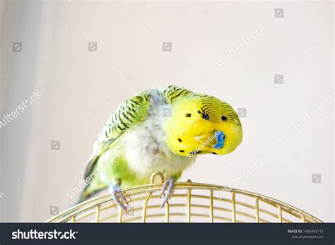Domestic Budgy Parrot On Cage Poultry Stock Photo 1406455115 | Shutterstock