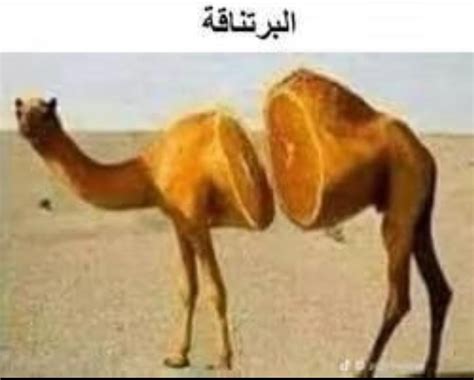 [Arabic > English] This random meme I found: : r/translator