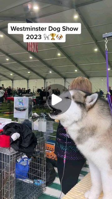 Alaskan Malamute Fans on Instagram: 