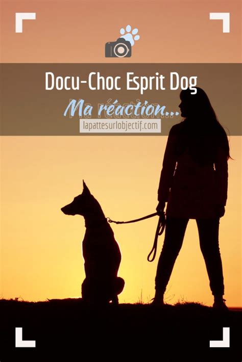 Documentaire choc sur le malinois Esprit Dog : ma réaction... - La ...