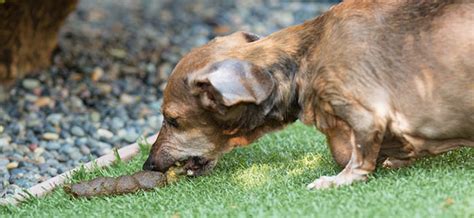 Horreur & dégoût : Mon chien mange son caca! - Cours & Dressage pour ...