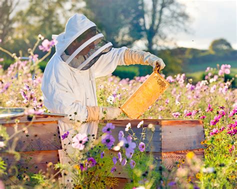 Organic Beekeeping - The Livestock Project