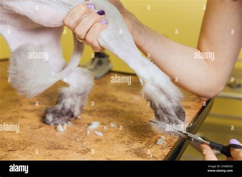 Cat grooming in pet beauty salon. The wizard uses the scissors for ...