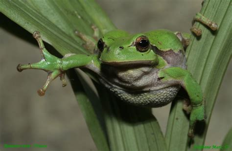Rainette verte photo et image | animaux, reptiles, amphibiens, nature ...