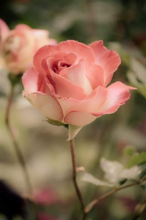 La signification des roses, quelle couleur de roses offrir