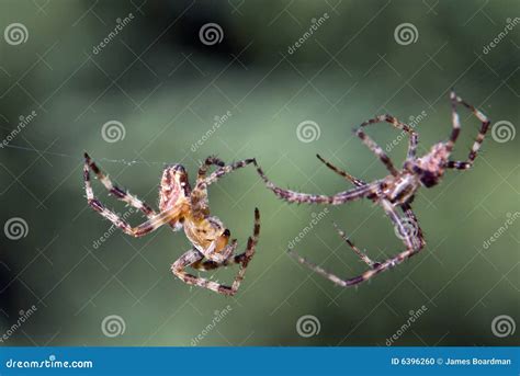 Spider On The Attack Stock Photo - Image: 6396260