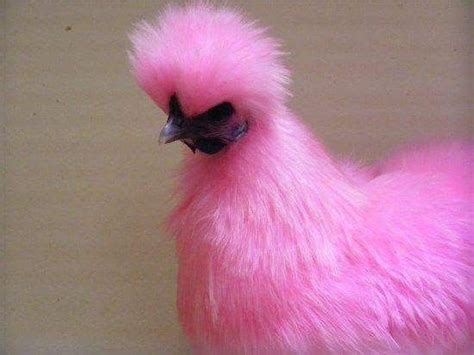 Pink chicken | Fancy chickens, Chickens backyard, Pet chickens