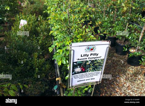 lilly pilly plant garden centre near Terrey hills north of sydney,NSW ...