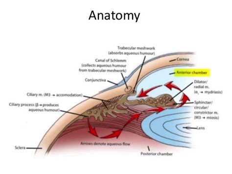 Anatomy and physiology of aqueous humor