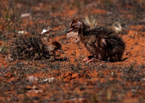 Hatching of red-necked ostrich chicks highlights success of Saudi royal ...