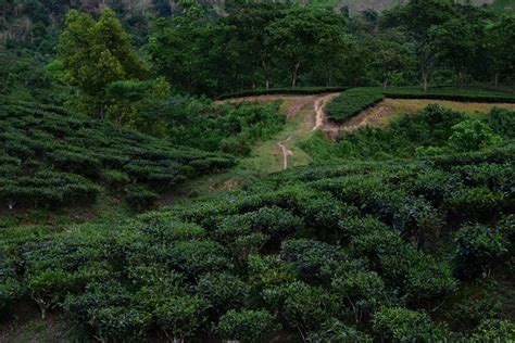 Ledo, assam Tourism 2021 | How to reach in Ledo, Best Places to visit ...