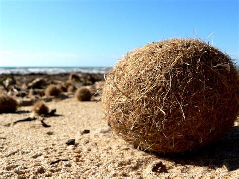 Flotsam and jetsam: The story of the fuzz ball - Project Seagrass