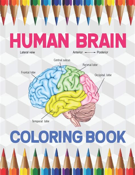 Buy Human Brain Coloring Book: The Human Brain Coloring Book | Human ...