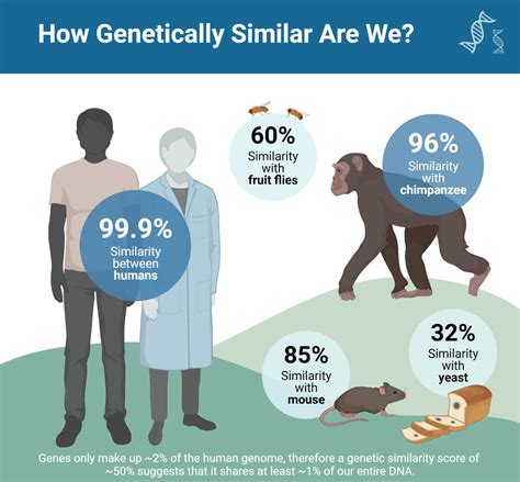 dna similarities between humans and chimps Humans chimps similar than ...