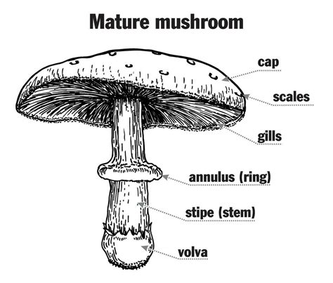 Mushroom structure. Mushroom anatomy. Biology diagram. Structure parts ...
