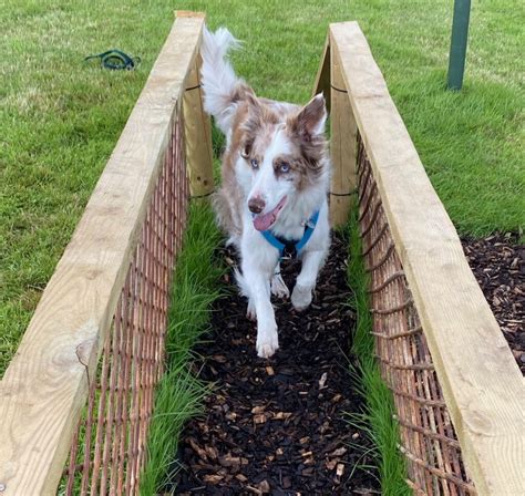 Parkour Park Dog Agility & Canine Parkour - Dog Walking Fields UK