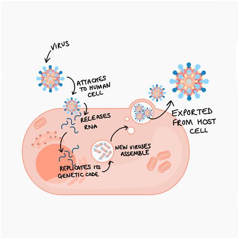 The mechanism of viral replication