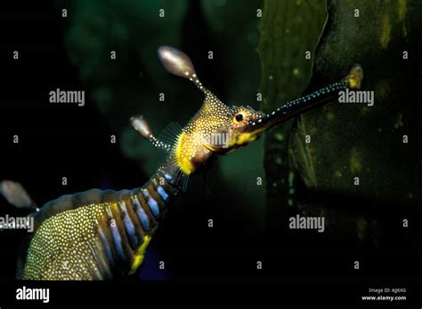 Weedy sea dragon Phyllopteryx taeniolatus c Stock Photo - Alamy