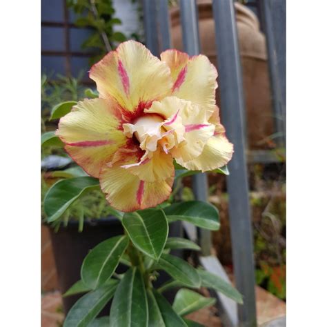 Rose du désert fleurs triples Pot 2 Litres