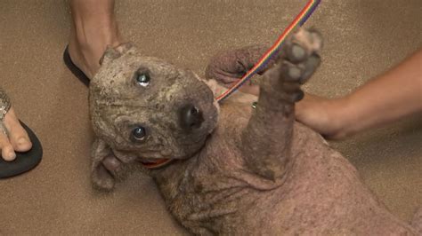 ‘Doggy angel’ helps rescue 6-year-old pup from busy I-275 traffic in ...