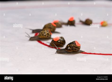 The quirky annual World Snail Racing Championship, held in Congham ...