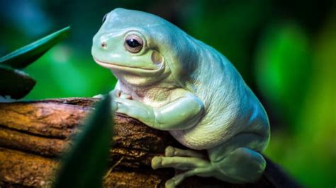 Rainette de White : comment élever cet animal chez vous