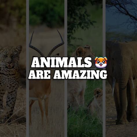 Dog Found in Garbage Finally Rescued - Animals Are Amazing | Snapchat