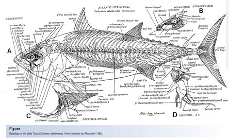 Skeleton of Fishes