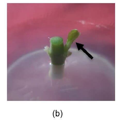 The growth of crown flower explants in vitro (a) root emergence, (b ...