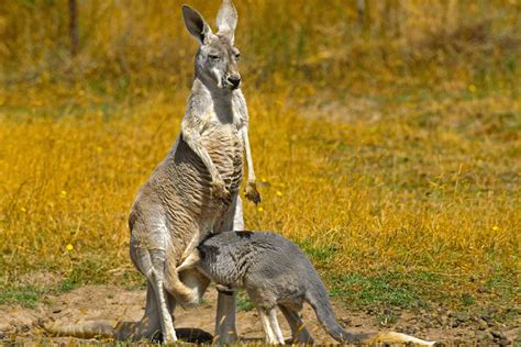 Comment s'appelle la femelle du kangourou