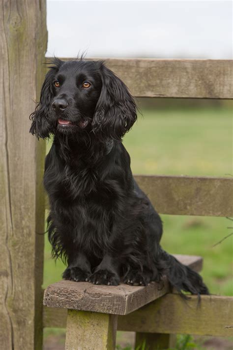 Working Cocker Spaniel Card | Desertcart Brunei
