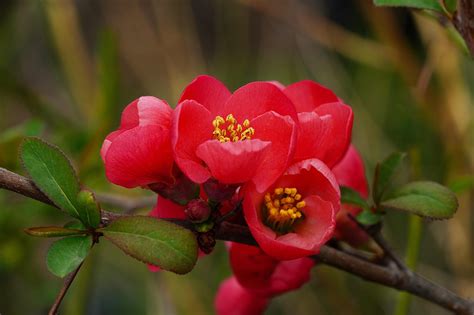 Flower Chinese Quince Myeongja - Free photo on Pixabay - Pixabay