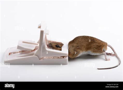 Field mouse caught in a modern mouse trap Stock Photo - Alamy