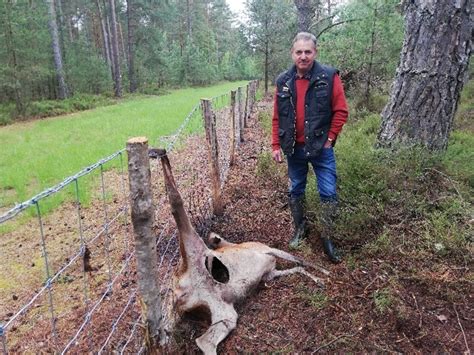 Comment la chasse au sanglier en mode industriel a transformé la ...