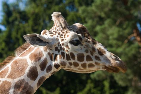 Gratis bilder på giraff - Exotiska