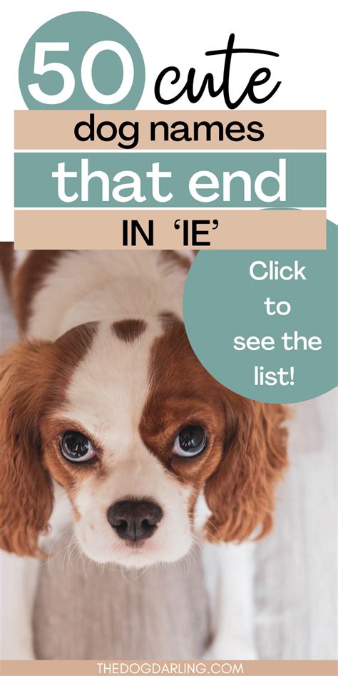 50 Cute Dog Names that End in 'IE'