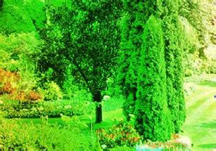 Wonder Blossom Garden Escape - Escape Fan