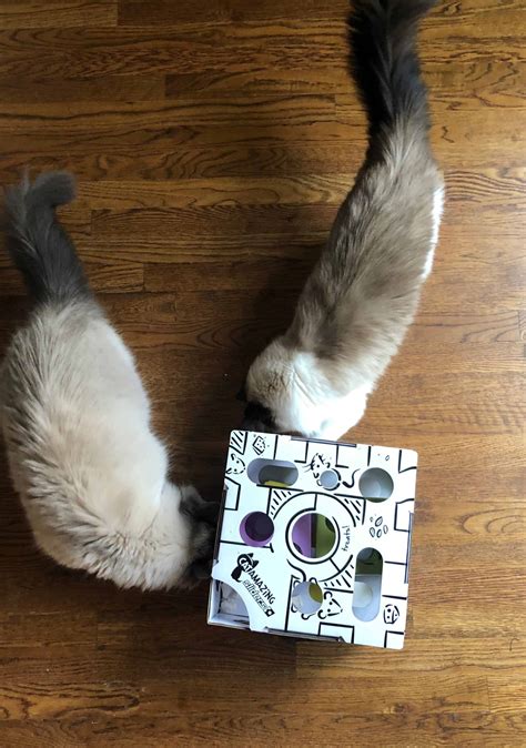 Cat Amazing Sliders Cat Puzzle Toy - Floppycats™