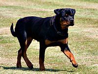 Rottweiler - Wikipedia