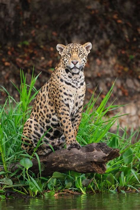 Brazil Wonders | Fotos de onça pintada, Fotos de onça, Gatos selvagens