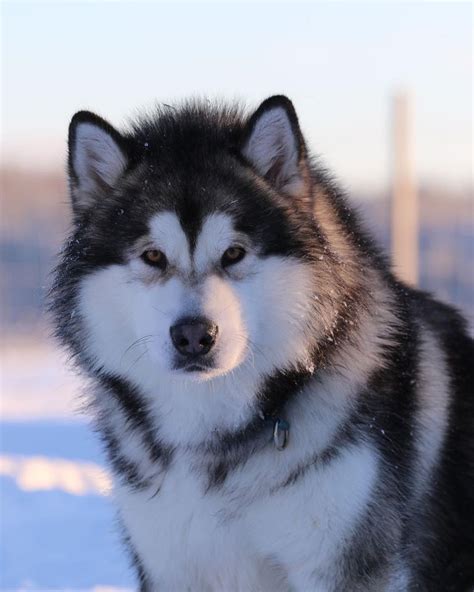 Alaskan malamute dog – Artofit