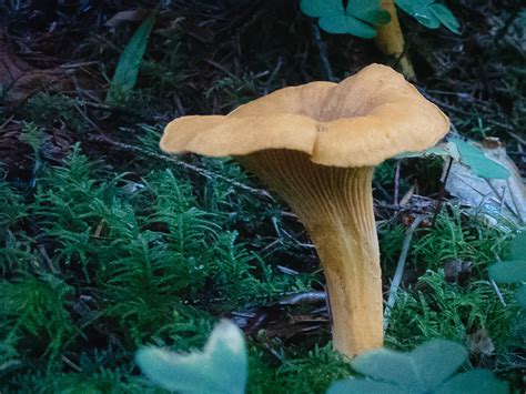 Bringing in the New (Gregorian) Year - Genesis Emerging