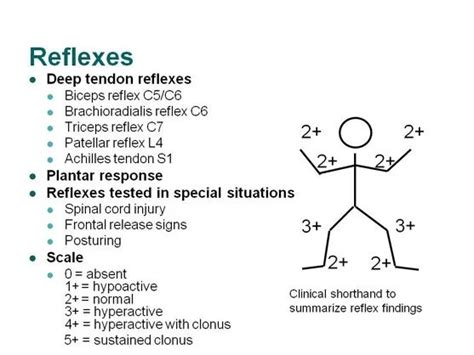 Reflexes: Types, Testing Grading of Reflexes, Reflex arc Technique