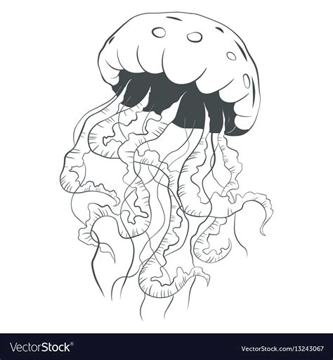Jellyfish line art style Royalty Free Vector Image