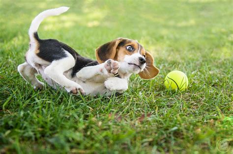 CHIENS FOUS - BLOOPERS DES SÉANCES D'AUTOMNE — Montreal Dog Photography ...