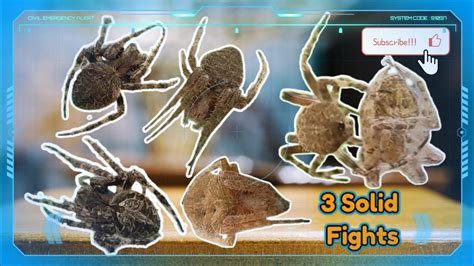 Spider derby fights Mga labang quality - YouTube