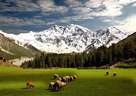 Fairy Meadows tour is one of the most panoramic tours on earth